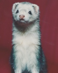 Are Ferrets Good Pets?