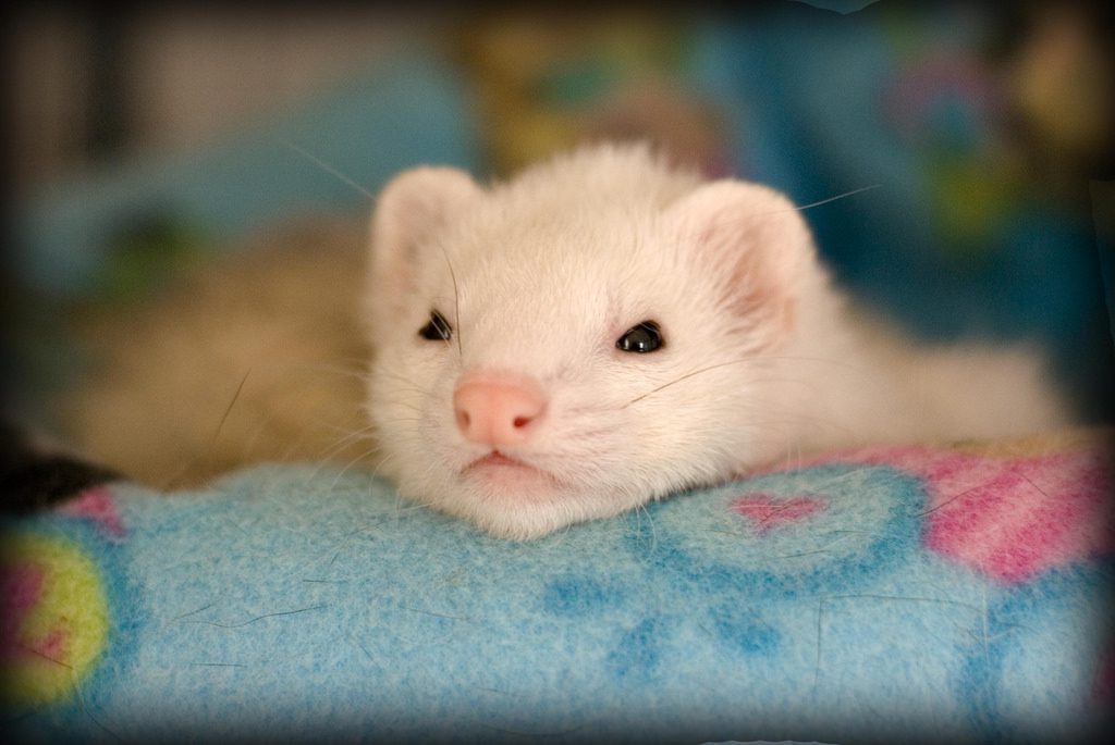 Are Ferrets Good Pets? Ferret Lovers