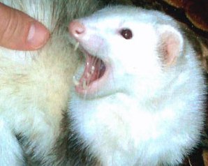 how to stop ferret biting