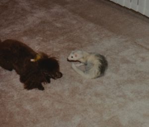 do ferrets get along with dogs