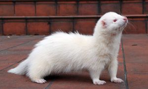 Are There Different Types of Ferrets