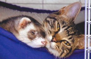 Do Ferrets Get Along with Cats?