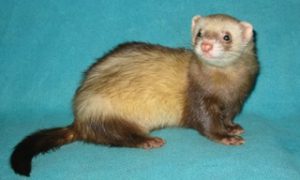 Are There Different Types of Ferrets
