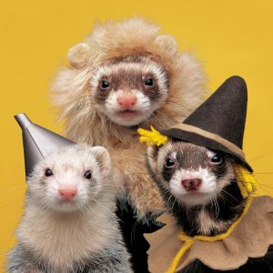 25 Ferret Halloween Costumes