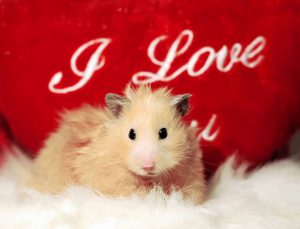 Valentine's Day With Pets-Ways to Celebrate
