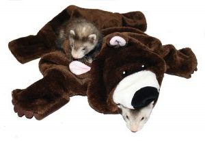 ferret toy bear review