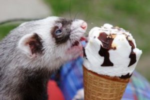 what not to feed a ferret