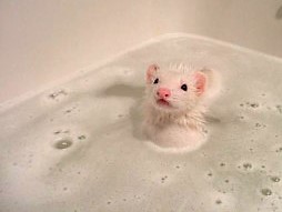 how to bathe a ferret