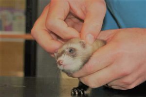 Ear Mites and Ferrets