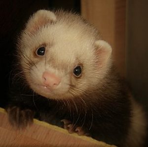 Ferret Words of Wisdom About Life