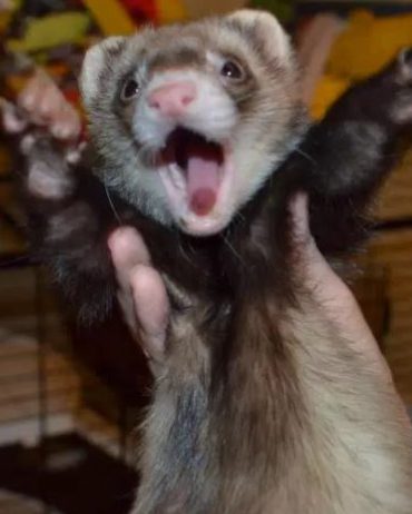 Ferret Words of Wisdom About Life