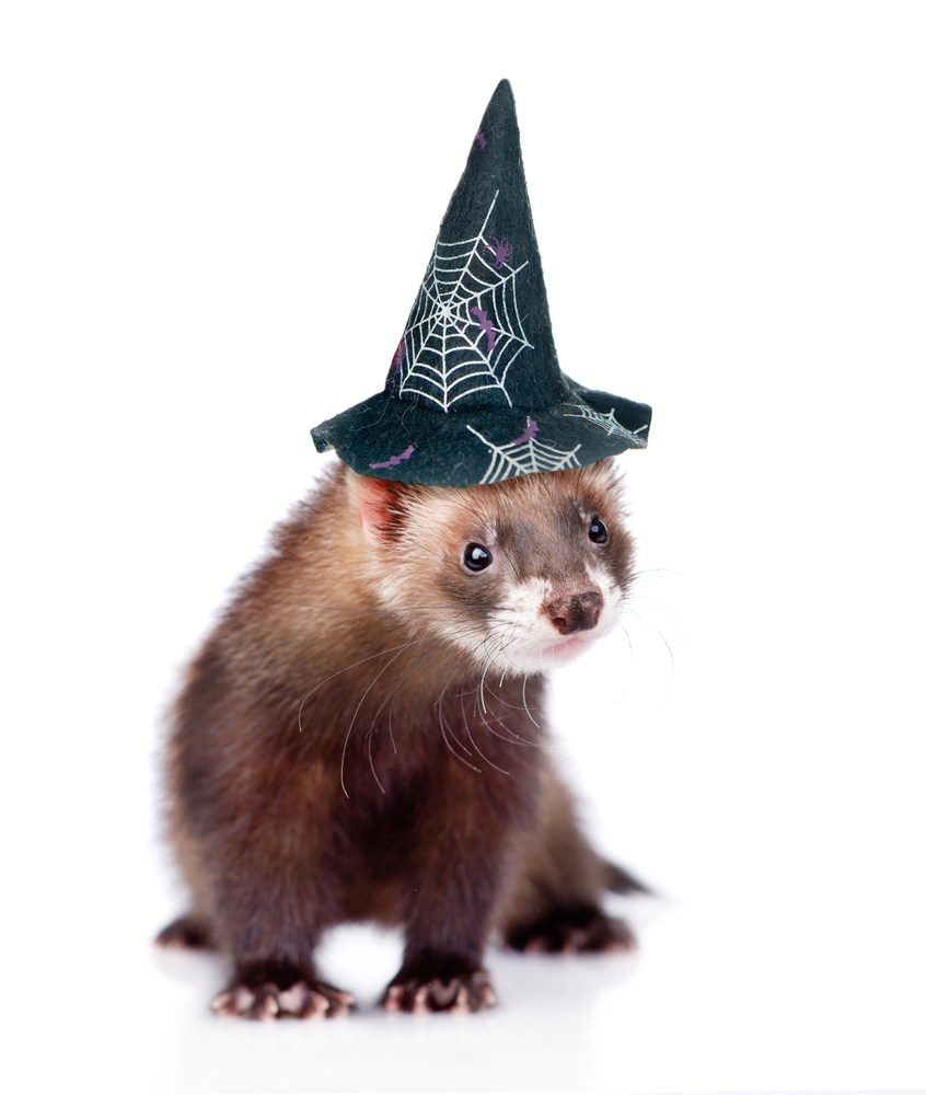Halloween Ferret Costume Hats